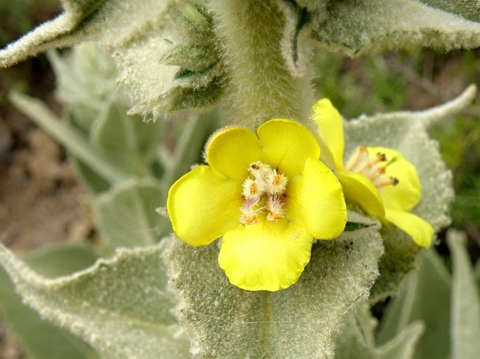 VERBASCUM STELURUM Murb. – divizna / divozel