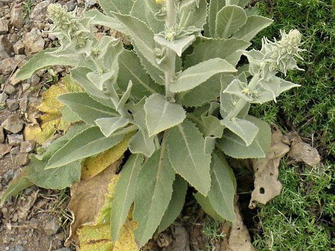 Verbascum stelurum