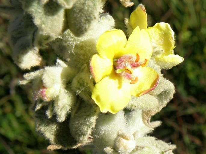 Verbascum stelurum