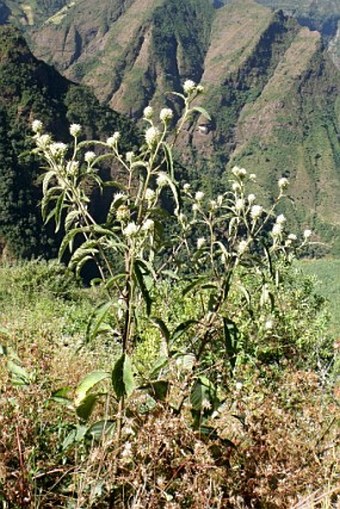 Baccharoides filigera