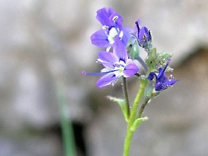 VERONICA CUSICKII A. Gray – rozrazil / veronika