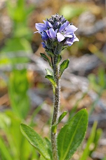 Veronica wormskjoldii