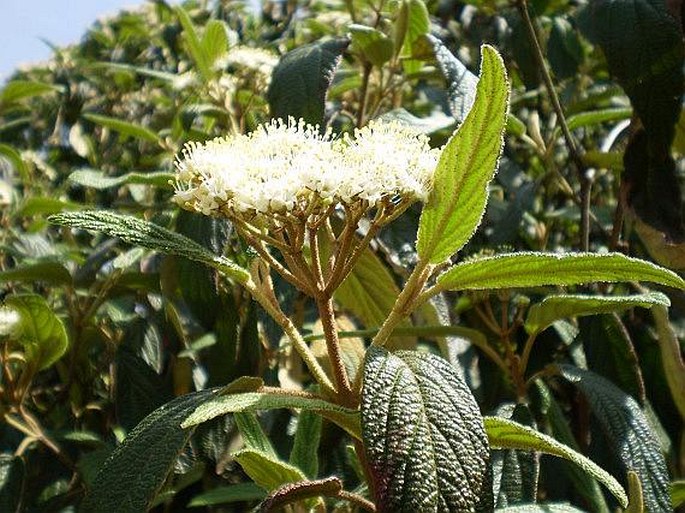 VIBURNUM RHYTIDOPHYLLUM Hemsl. – kalina svraskalá / kalina vráskavolistá