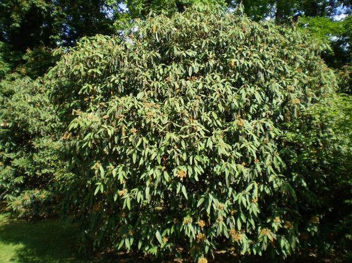 Viburnum rhytidophyllum