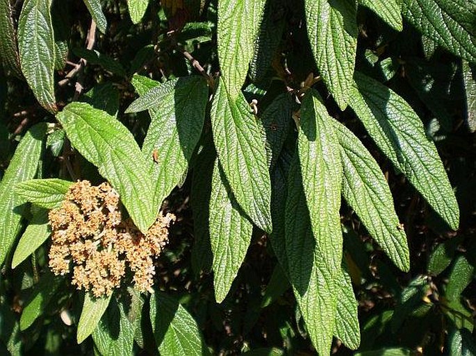 Viburnum rhytidophyllum