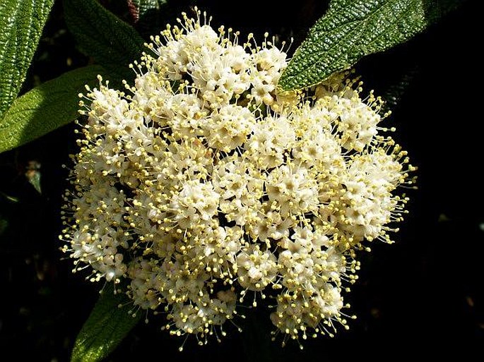 Viburnum rhytidophyllum