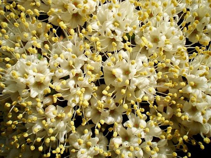 Viburnum rhytidophyllum