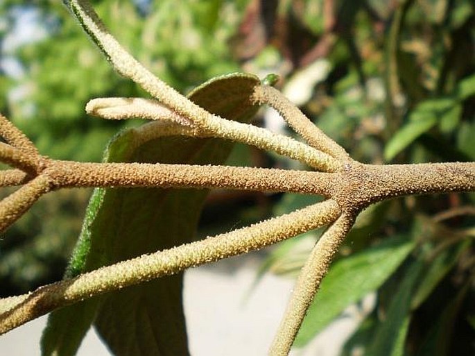 Viburnum rhytidophyllum