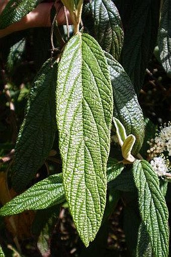 Viburnum rhytidophyllum