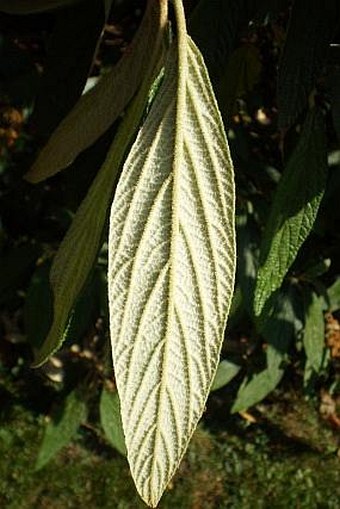 Viburnum rhytidophyllum