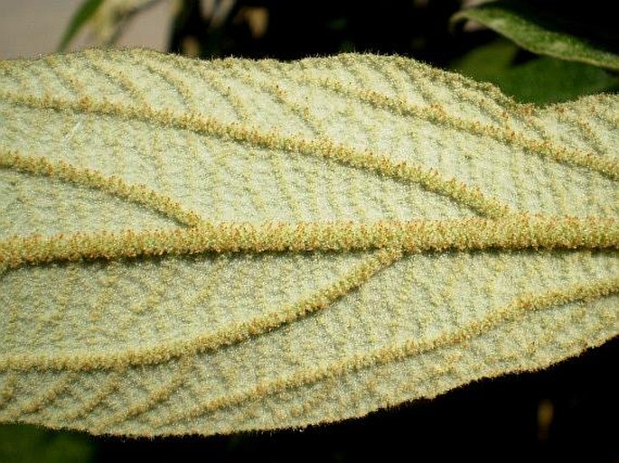 Viburnum rhytidophyllum