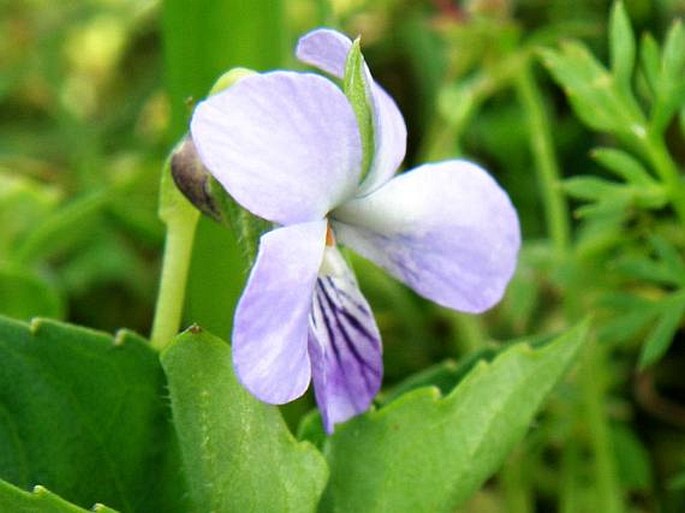 Viola abyssinica