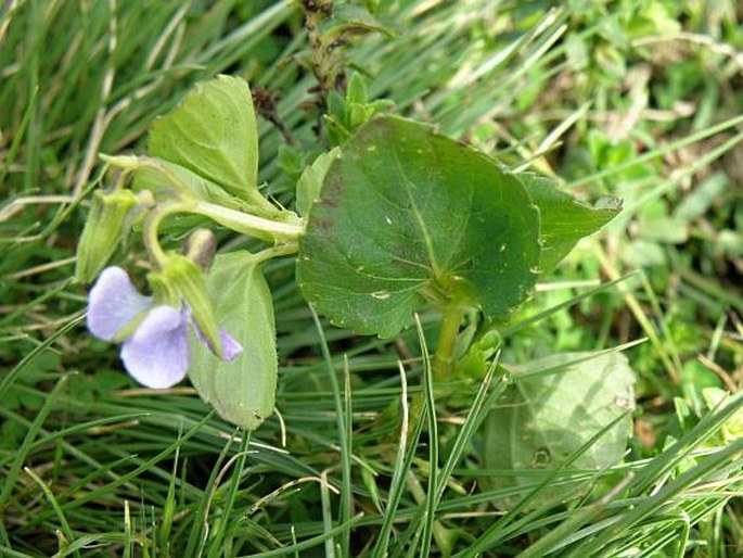 Viola abyssinica