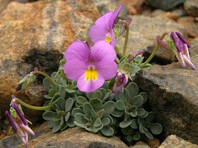 Viola albanica