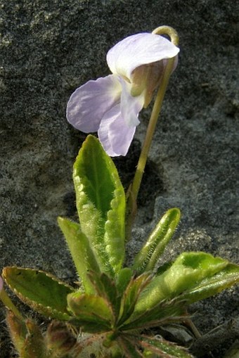 Viola collina