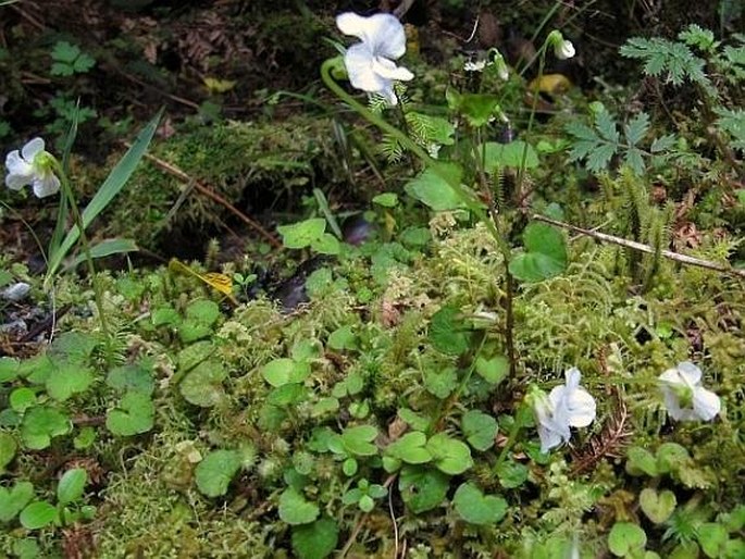 Viola cunninghamii