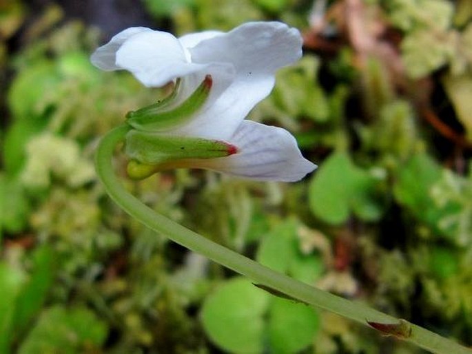 Viola cunninghamii