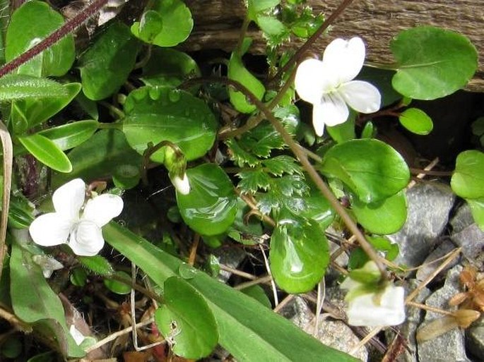 Viola cunninghamii