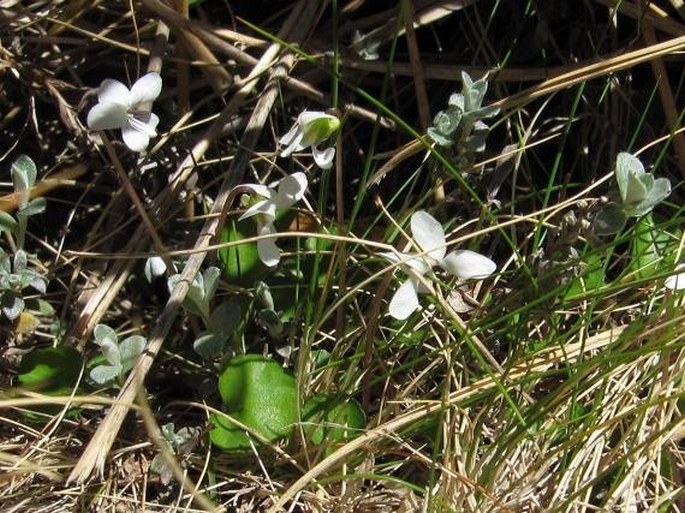 Viola cunninghamii