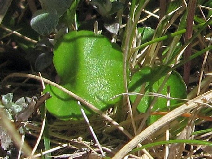 Viola cunninghamii