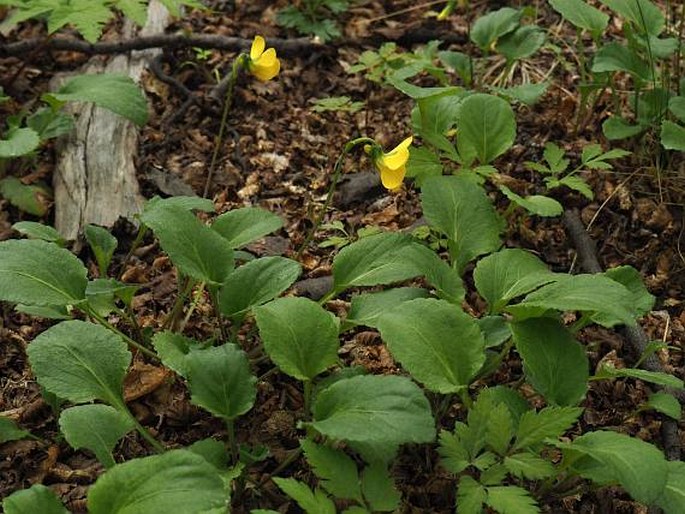 Viola magellanica