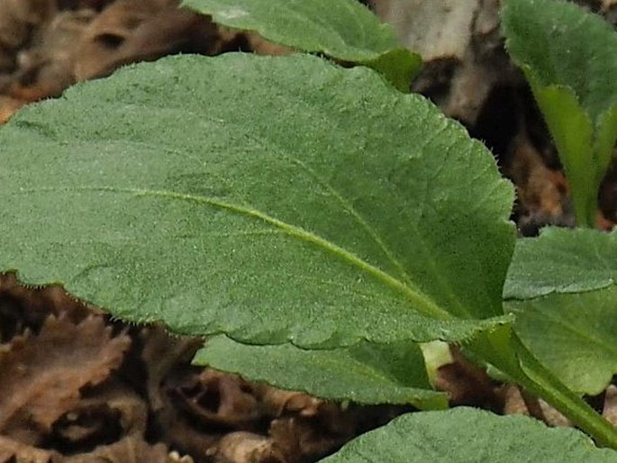 Viola magellanica