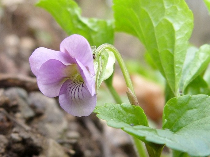 VIOLA MIRABILIS L. – violka divotvárná / fialka podivuhodná