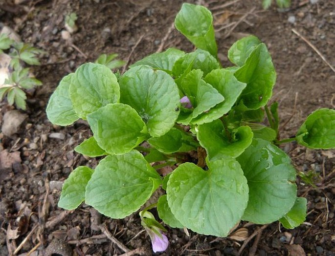 Viola mirabilis