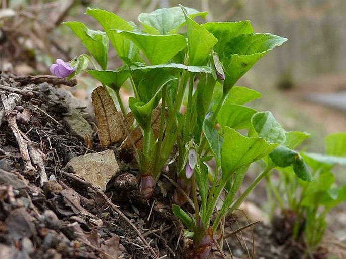 Viola mirabilis