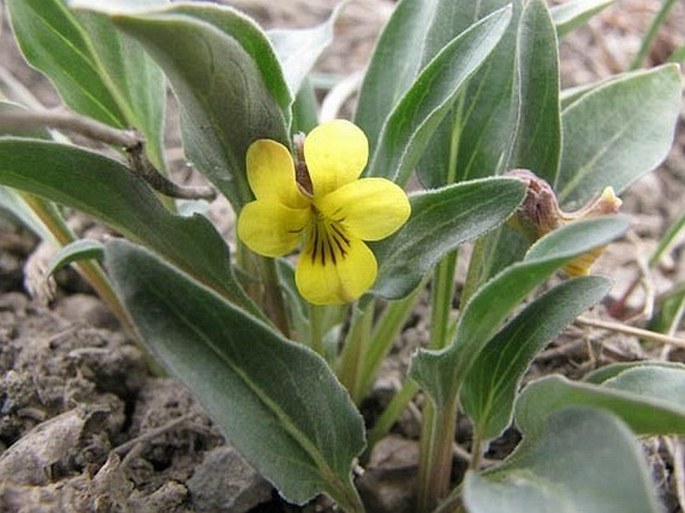 Viola nuttallii