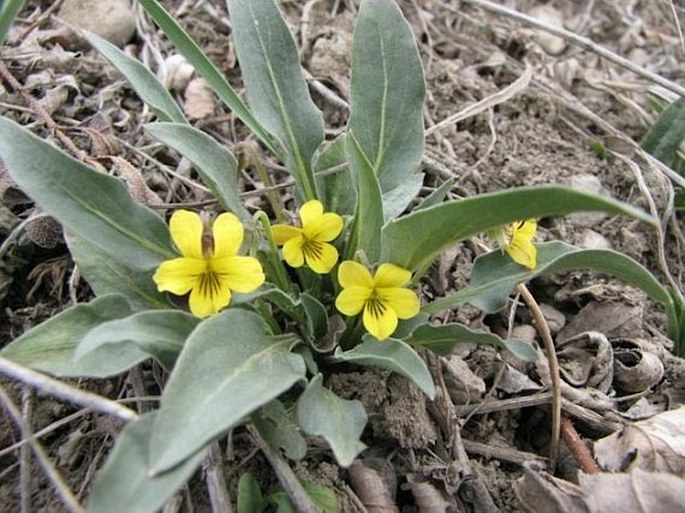 Viola nuttallii