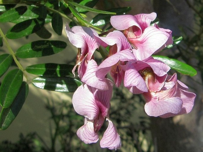 VIRGILIA DIVARICATA Adamson