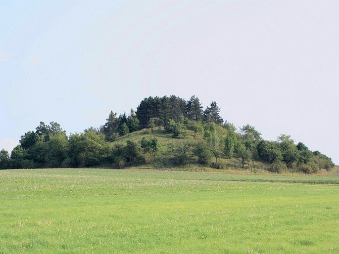 Poděbradské Polabí, Křížová hůra – evropsky významná lokalita Natura 2000