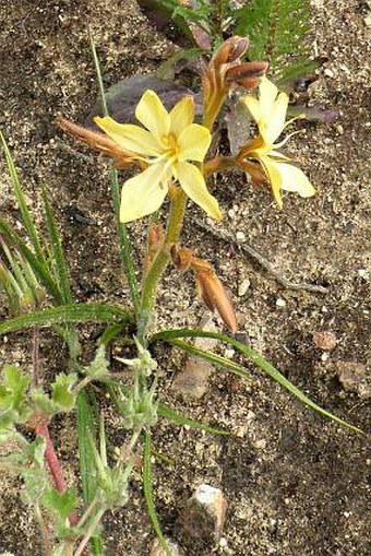 Wachendorfia paniculata