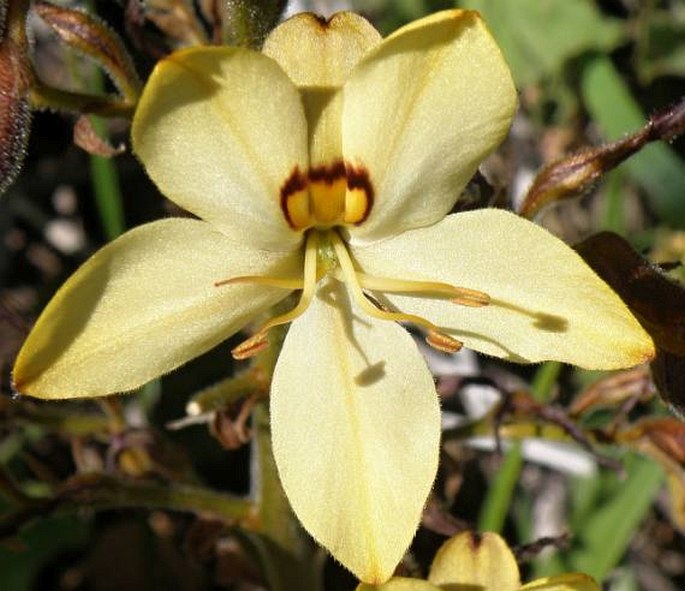 Wachendorfia paniculata