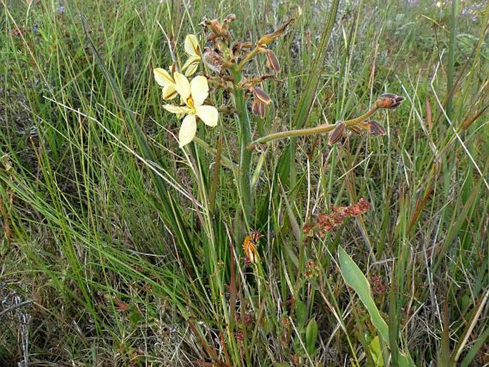 Wachendorfia paniculata