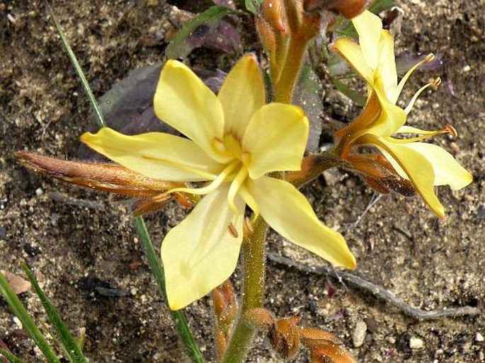 Wachendorfia paniculata