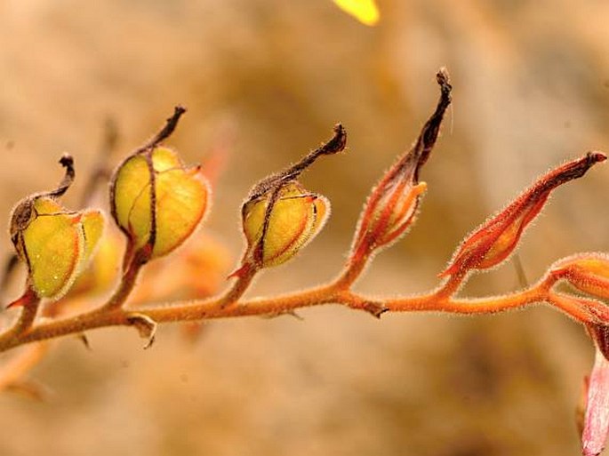 Wachendorfia paniculata