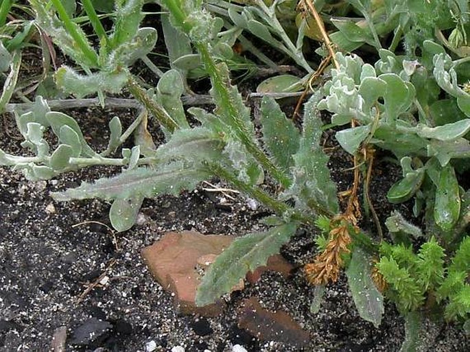 Wahlenbergia capensis