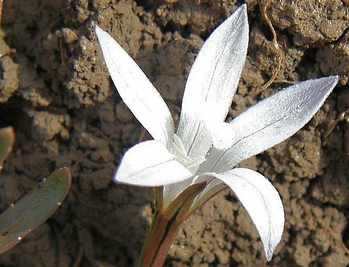 Wahlenbergia silenoides