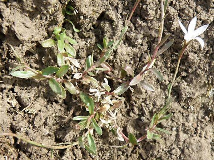 Wahlenbergia silenoides