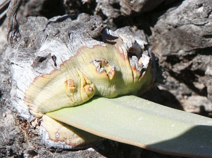 Welwitschia mirabilis