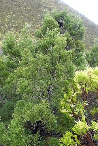 Widdringtonia nodiflora