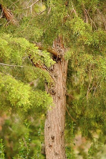 Widdringtonia nodiflora