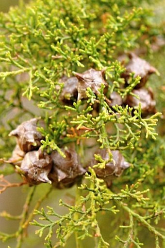 Widdringtonia nodiflora