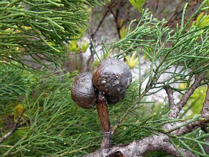 WIDDRINGTONIA NODIFLORA (L.) E. Powrie