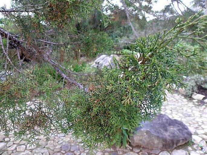 Widdringtonia nodiflora