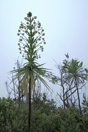 Wilkesia gymnoxiphium