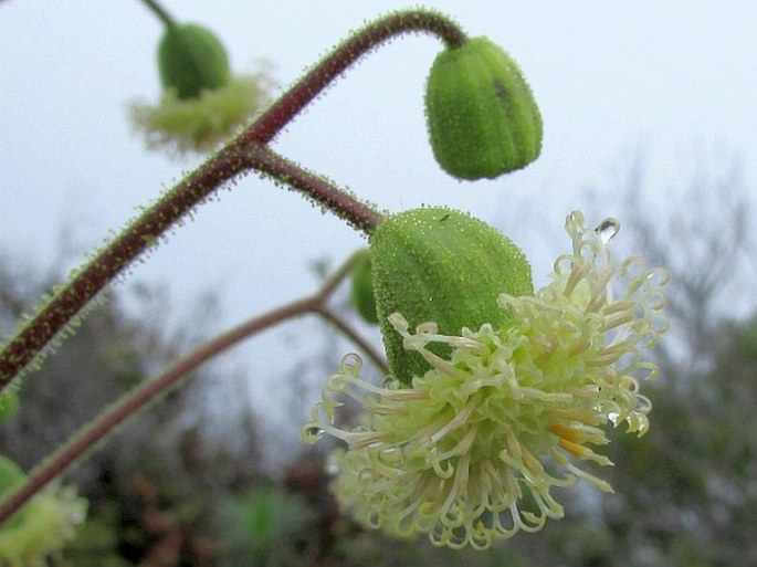 Wilkesia gymnoxiphium