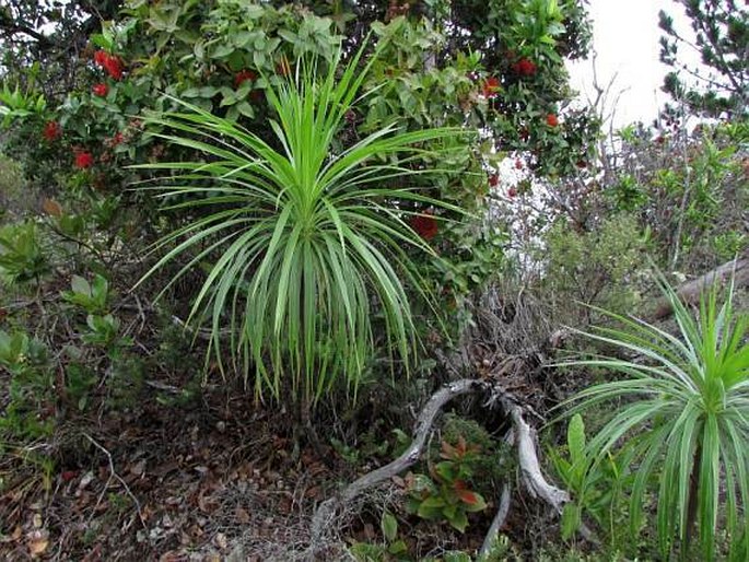 Wilkesia gymnoxiphium